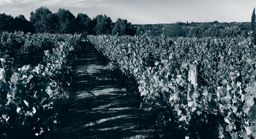 Jackson Brooke Vineyard